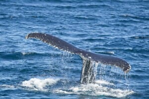 Whale Watching Hervey Bay
